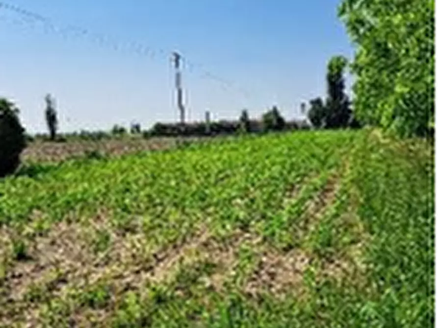 Immagine 1 di Terreno agricolo in vendita  in Via Cimitero a Montagnana