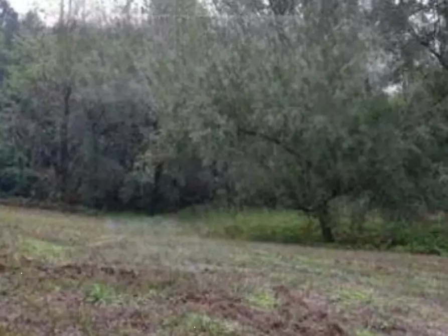 Immagine 2 di Terreno agricolo in vendita  in Via Cannelle a Saludecio