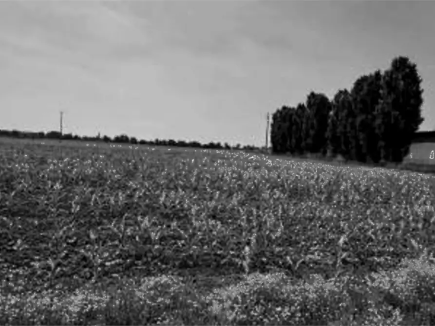 Immagine 14 di Capannone industriale in vendita  in Via Olmo a Gazzo Veronese