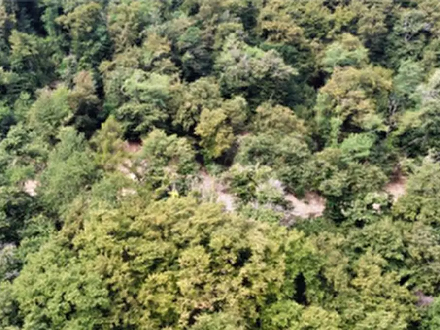 Immagine 2 di Terreno agricolo in vendita  in Località Brienno a Brienno