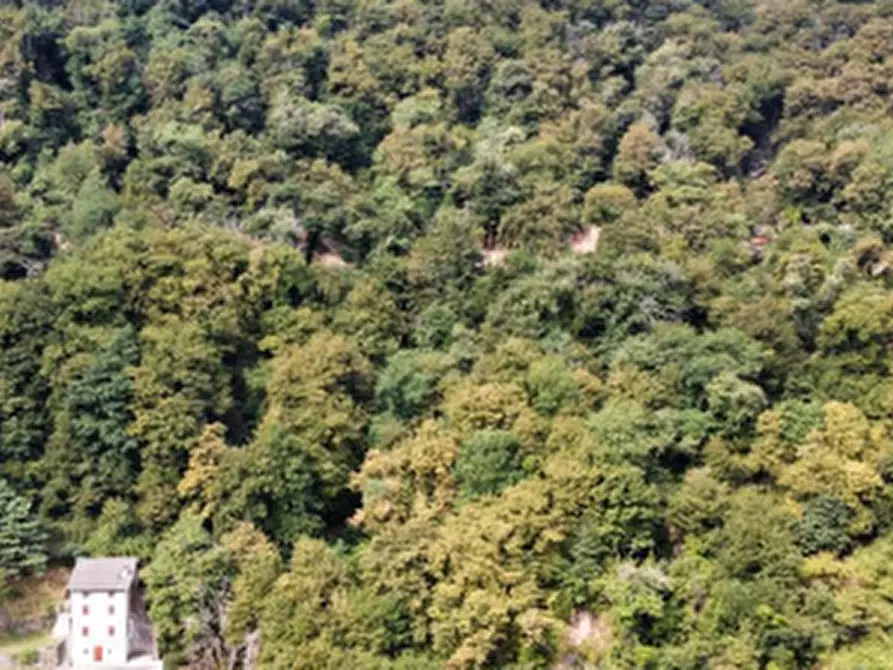 Immagine 3 di Terreno agricolo in vendita  in Località Brienno a Brienno