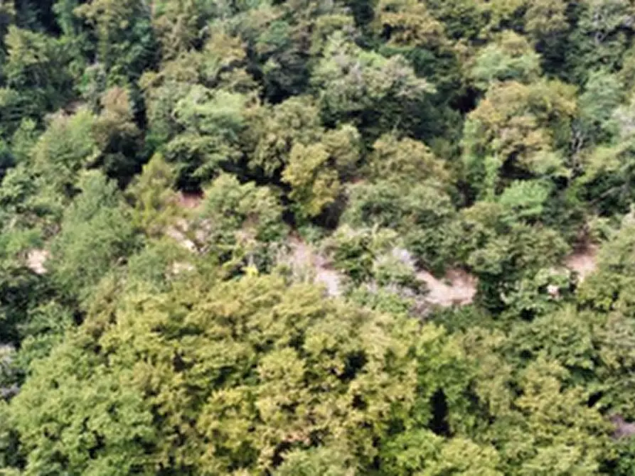 Immagine 4 di Terreno agricolo in vendita  in Località Brienno a Brienno