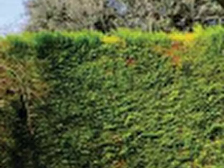 Immagine 6 di Porzione di casa in vendita  in Via Cavalletto a Sant'angelo Di Piove Di Sacco