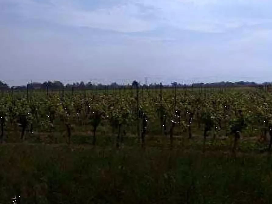 Immagine 3 di Terreno agricolo in vendita  in Località Caneva a Caneva
