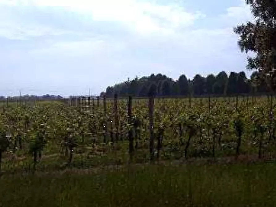 Immagine 4 di Terreno agricolo in vendita  in Località Caneva a Caneva