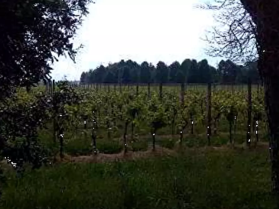 Immagine 5 di Terreno agricolo in vendita  in Località Caneva a Caneva