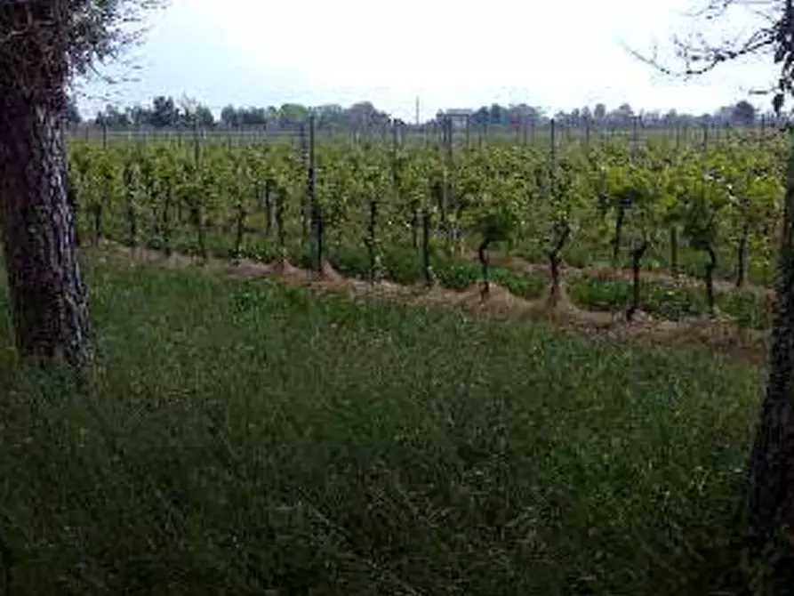 Immagine 6 di Terreno agricolo in vendita  in Località Caneva a Caneva