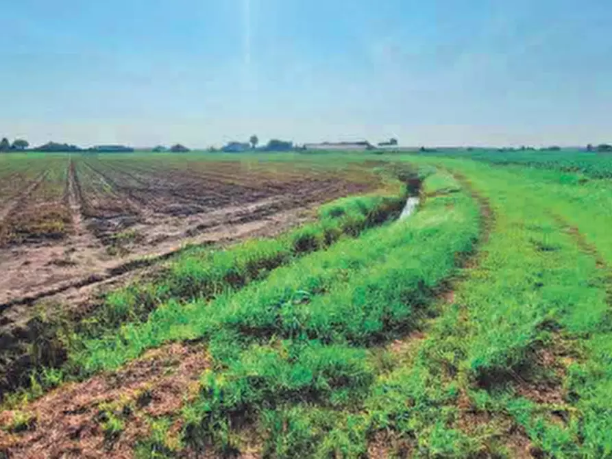 Immagine 3 di Terreno edificabile in vendita  in Via San Giuseppe a Chioggia