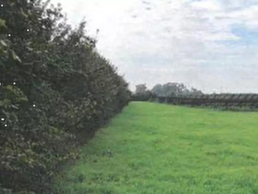 Immagine 2 di Terreno agricolo in vendita  in Via Lombardina a Lugo