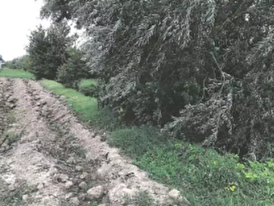 Immagine 7 di Terreno agricolo in vendita  in Via Lombardina a Lugo