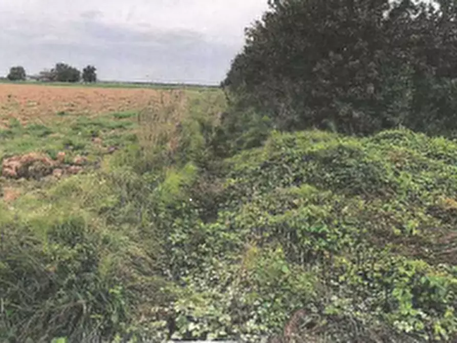 Immagine 6 di Terreno agricolo in vendita  in Via Lombardina a Lugo