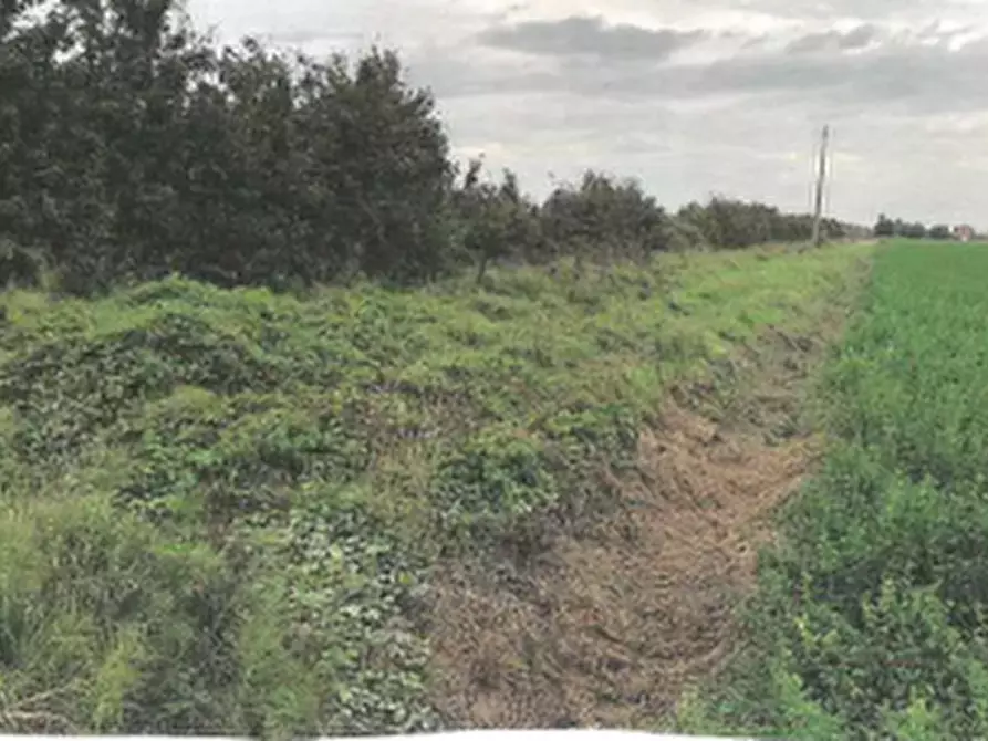 Immagine 8 di Terreno agricolo in vendita  in Via Lombardina a Lugo