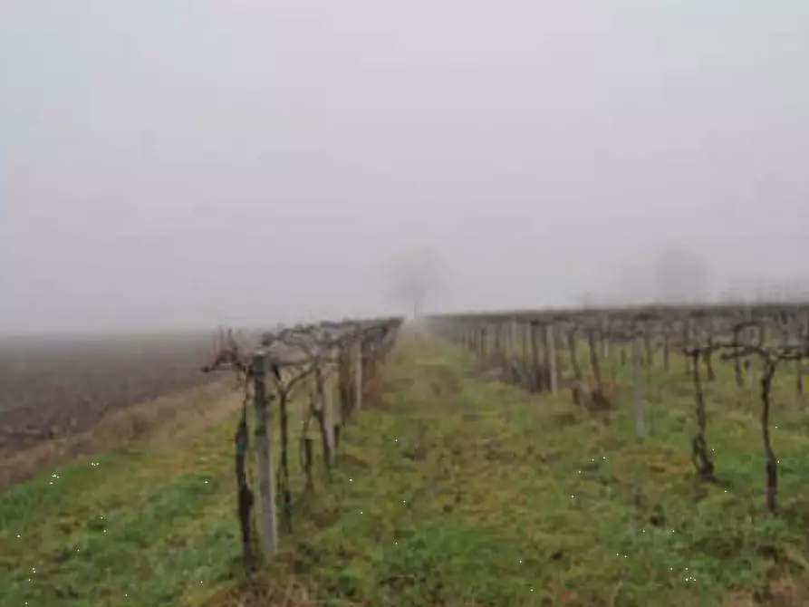 Immagine 5 di Rustico / casale in vendita  in Via Venenta a Argelato