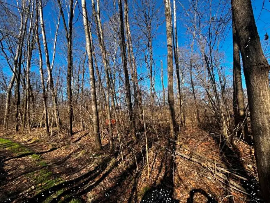 Immagine 3 di Terreno agricolo in vendita  in località Sernaglia della Battaglia a Sernaglia Della Battaglia