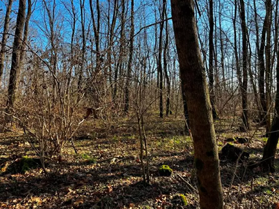 Immagine 7 di Terreno agricolo in vendita  in località Sernaglia della Battaglia a Sernaglia Della Battaglia