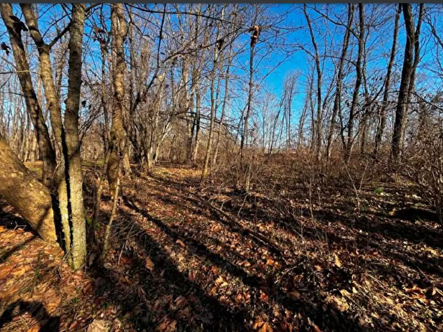 Immagine 8 di Terreno agricolo in vendita  in località Sernaglia della Battaglia a Sernaglia Della Battaglia