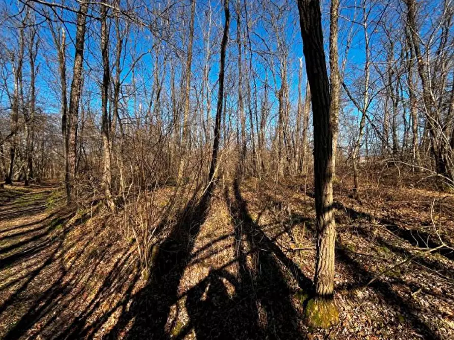 Immagine 9 di Terreno agricolo in vendita  in località Sernaglia della Battaglia a Sernaglia Della Battaglia