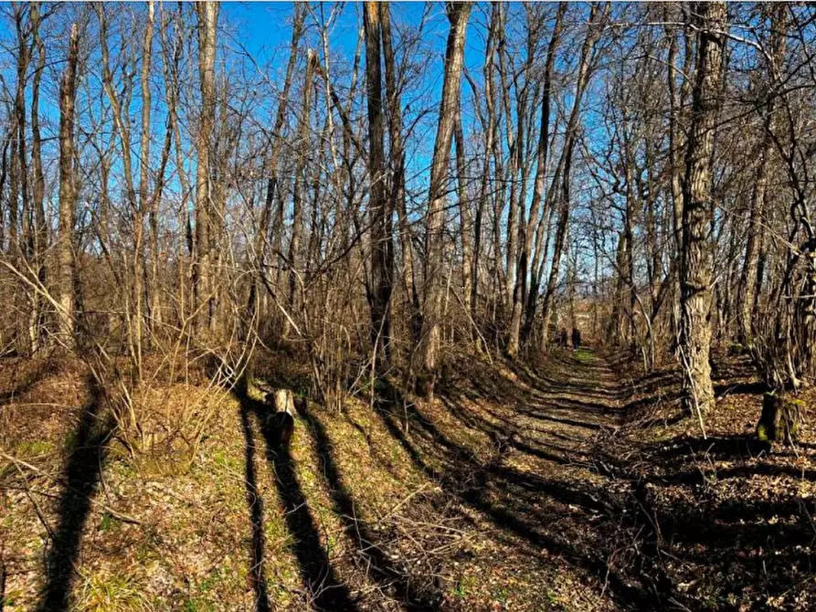 Immagine 10 di Terreno agricolo in vendita  in località Sernaglia della Battaglia a Sernaglia Della Battaglia