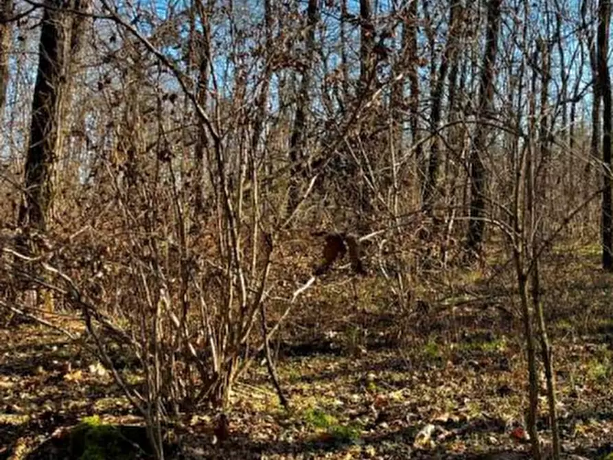Immagine 17 di Terreno agricolo in vendita  in località Sernaglia della Battaglia a Sernaglia Della Battaglia