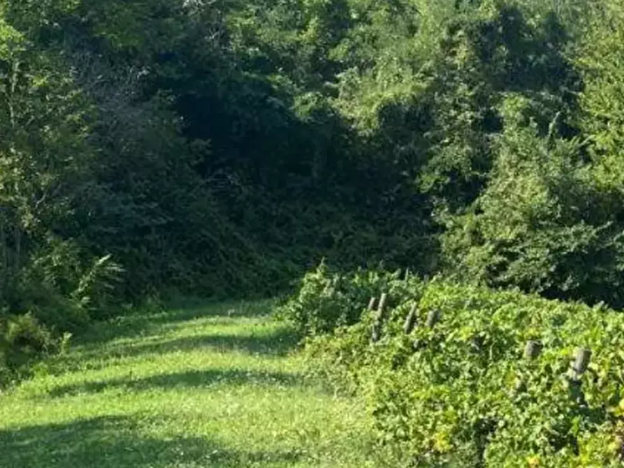 Immagine 8 di Azienda agricola in vendita  in Via dei Frati  a Modigliana