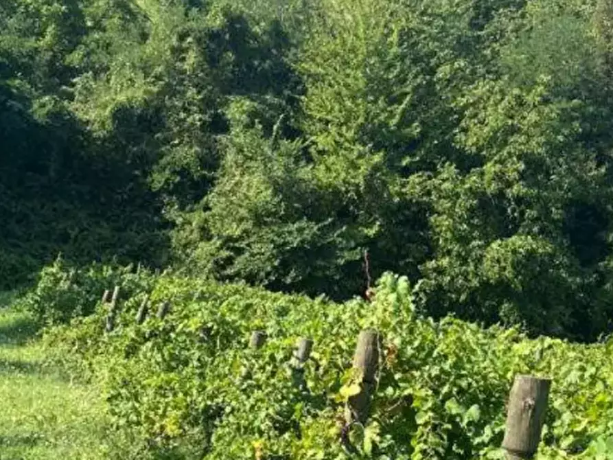 Immagine 9 di Azienda agricola in vendita  in Via dei Frati  a Modigliana