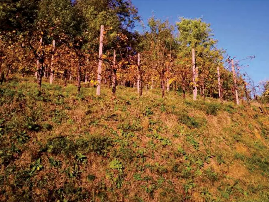 Immagine 12 di Rustico / casale in vendita  in Via Mire Alte a Refrontolo