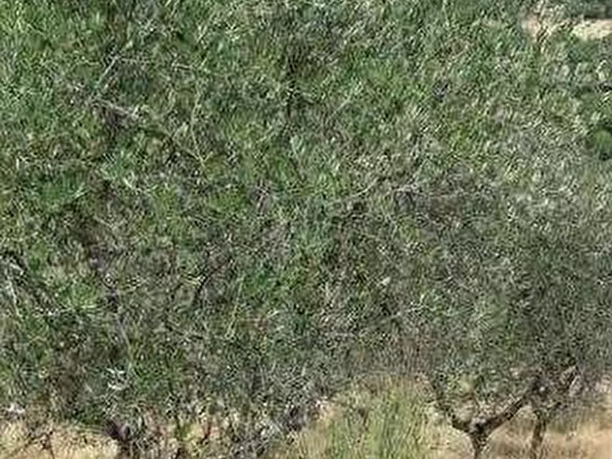 Immagine 1 di Terreno agricolo in vendita  in Sez. Figline Valdarno a Figline Valdarno