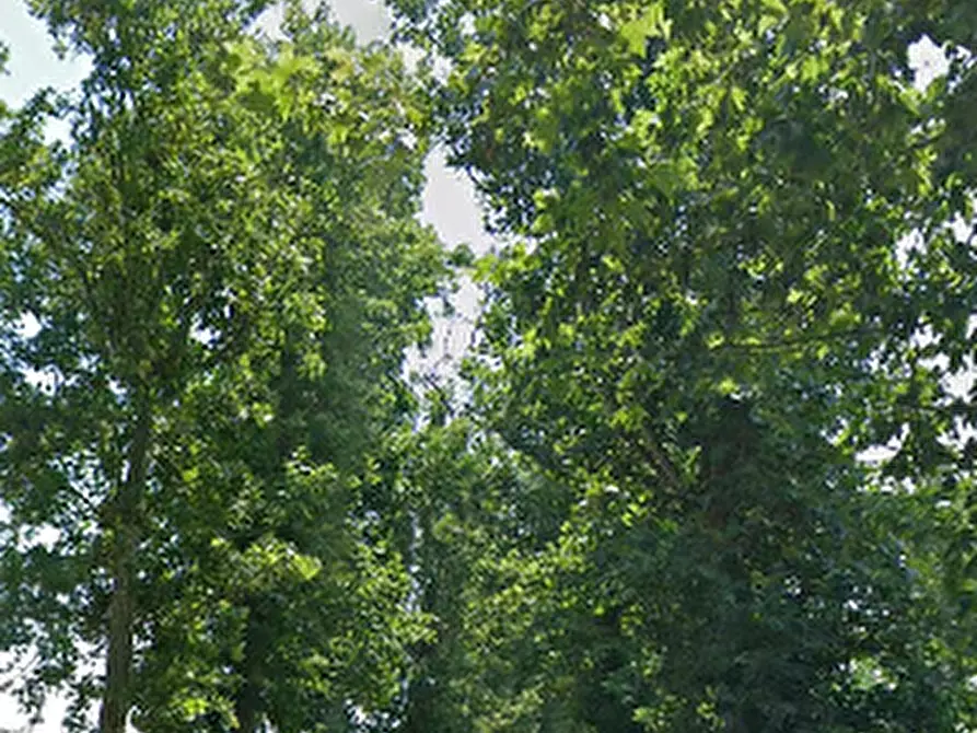 Immagine 3 di Porzione di casa in vendita  in Via Ferrara a Ostellato