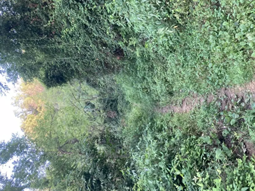 Immagine 5 di Terreno agricolo in vendita  in Località Carobbio degli Angeli a Carobbio Degli Angeli