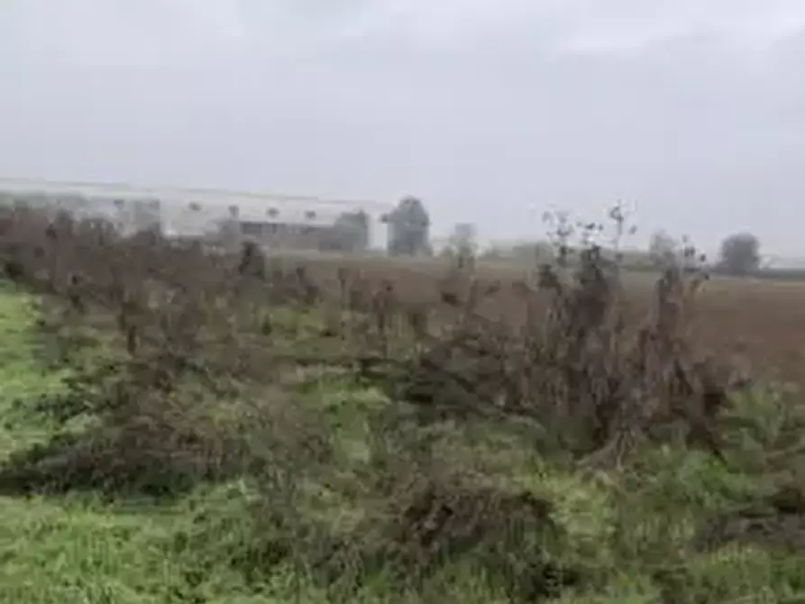 Immagine 4 di Terreno agricolo in vendita  in Località Chignolo Po a Chignolo Po