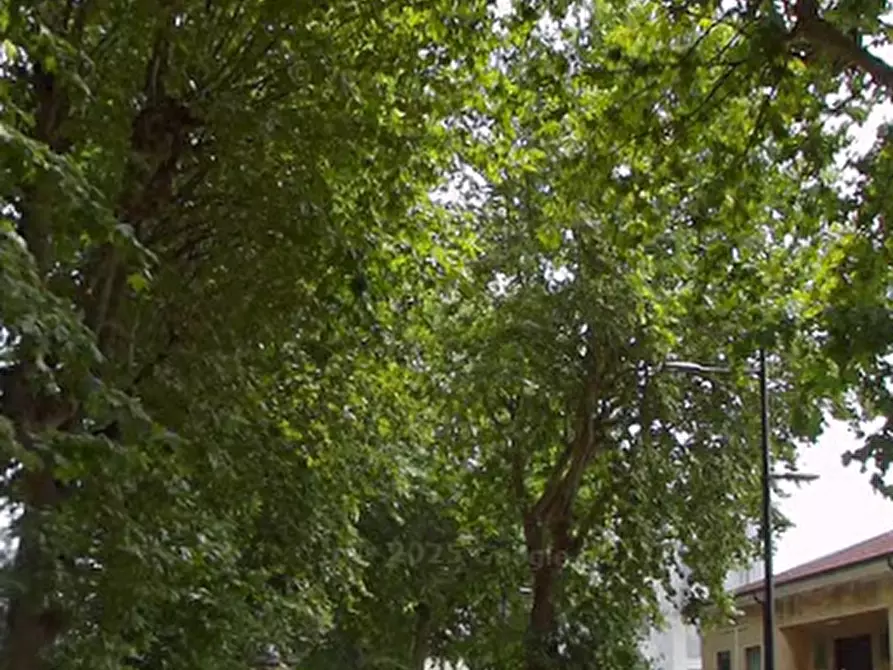 Immagine 14 di Stabile in vendita  in  Via l. Cadorna a Legnago