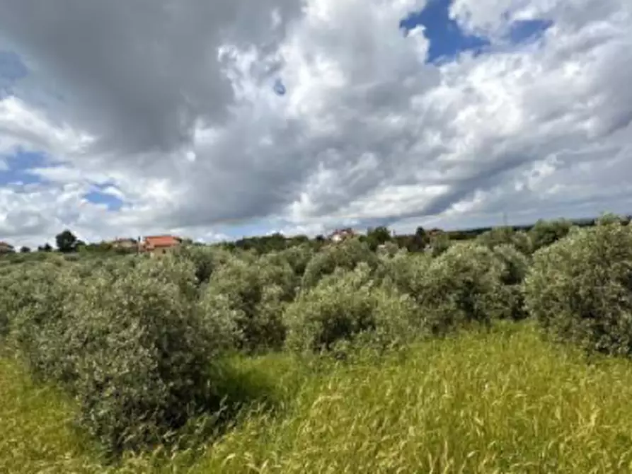 Immagine 1 di Terreno agricolo in vendita  in Via delle Selve Nuove a Ciampino