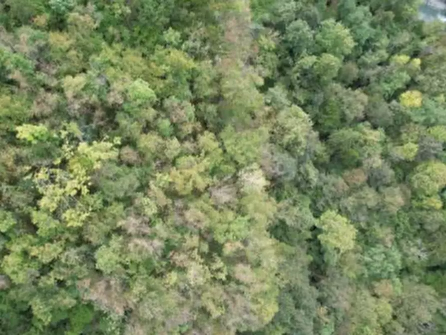 Immagine 2 di Terreno agricolo in vendita  in Via Gioz a Belluno