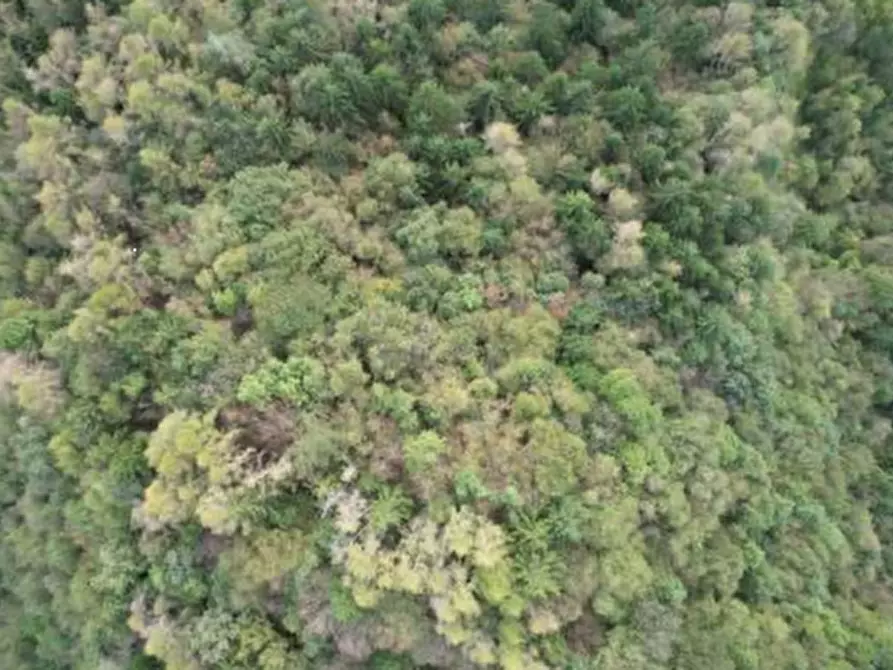 Immagine 1 di Terreno agricolo in vendita  in Via Pra dei Luni a Belluno