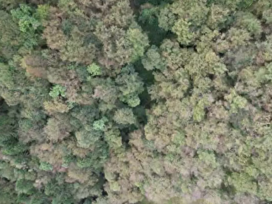 Immagine 2 di Terreno agricolo in vendita  in Via Pra dei Luni a Belluno