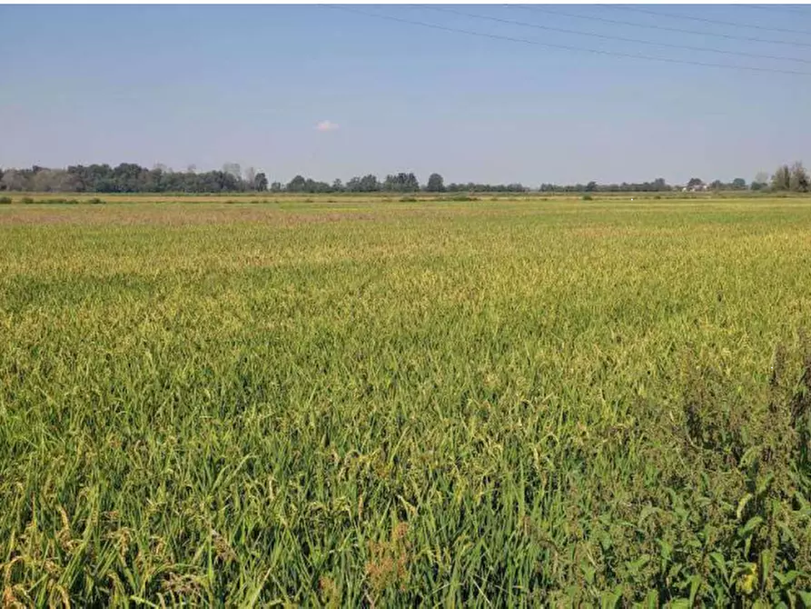 Immagine 1 di Terreno agricolo in vendita  in Localita' Cascina Trinchera a Ozzero