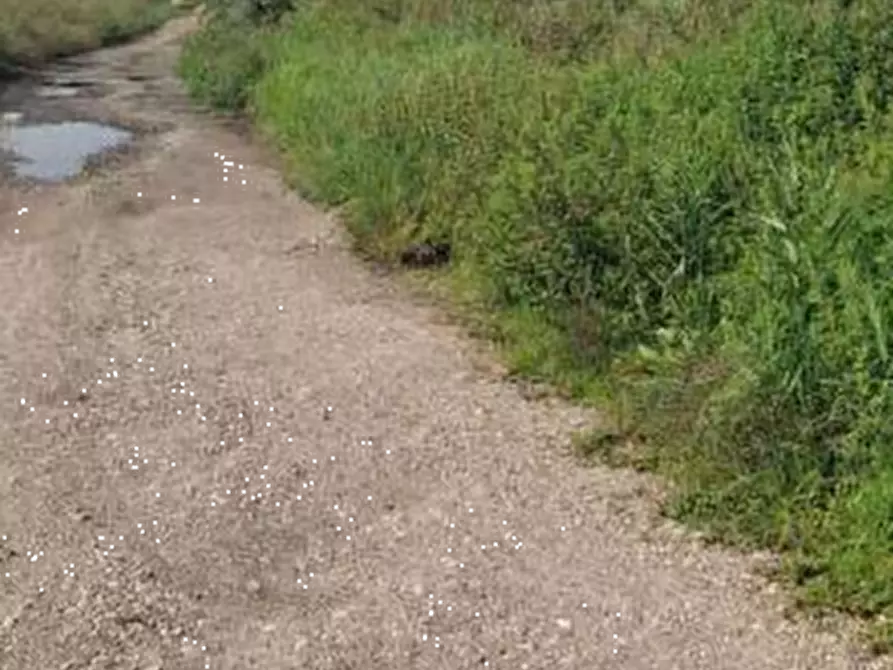Immagine 4 di Terreno agricolo in vendita  in Localita' Cascina Trinchera a Ozzero
