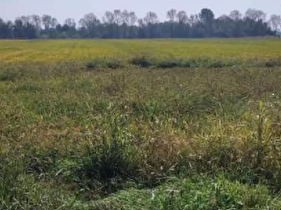 Immagine 5 di Terreno agricolo in vendita  in Localita' Cascina Trinchera a Ozzero