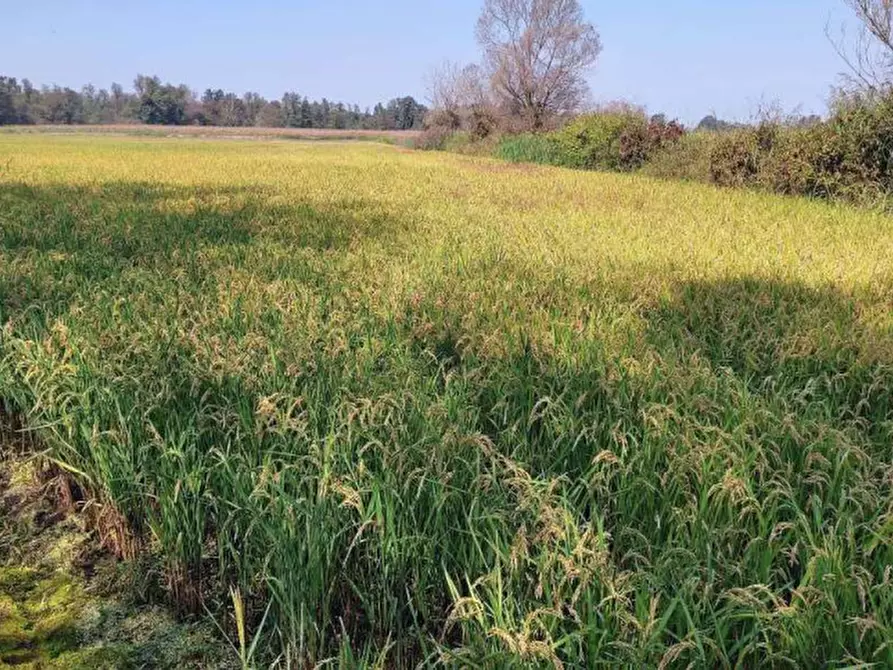 Immagine 7 di Terreno agricolo in vendita  in Localita' Cascina Trinchera a Ozzero