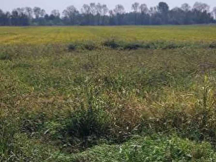 Immagine 7 di Terreno agricolo in vendita  in Localita' Cascina Trinchera a Ozzero