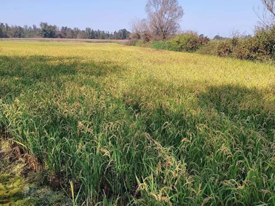 Immagine 8 di Terreno agricolo in vendita  in Localita' Cascina Trinchera a Ozzero