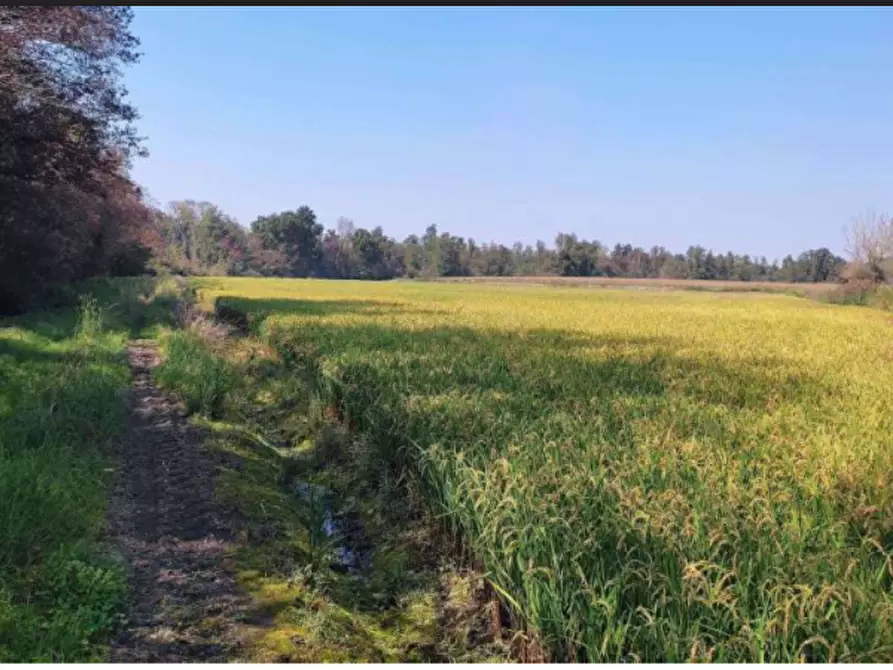 Immagine 2 di Terreno agricolo in vendita  in Localita' Cascina Trinchera a Ozzero