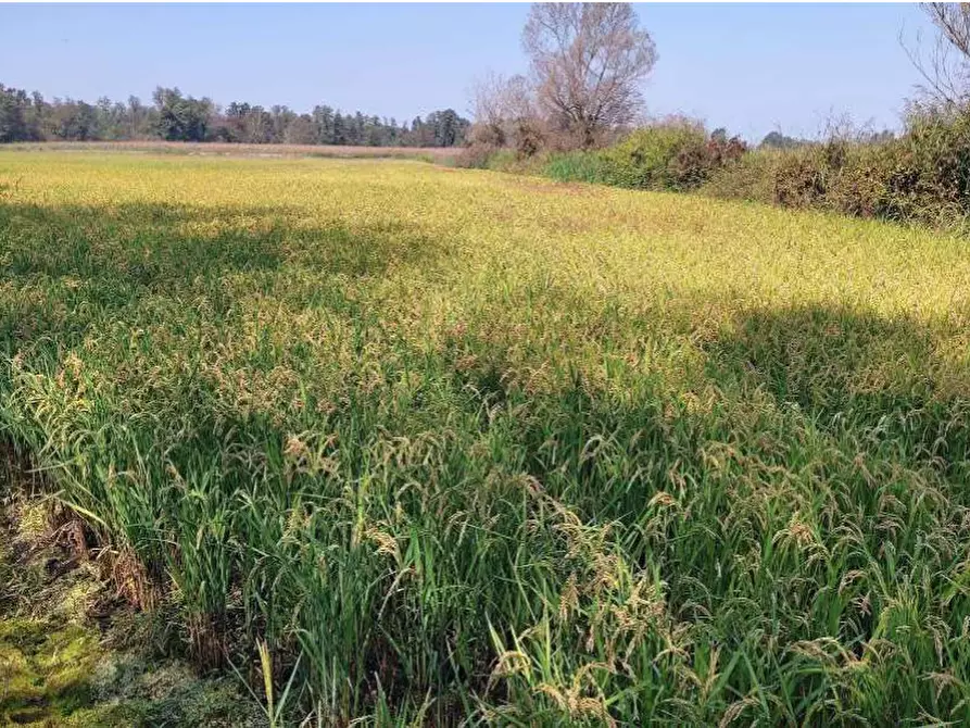 Immagine 10 di Terreno agricolo in vendita  in Localita' Cascina Trinchera a Ozzero
