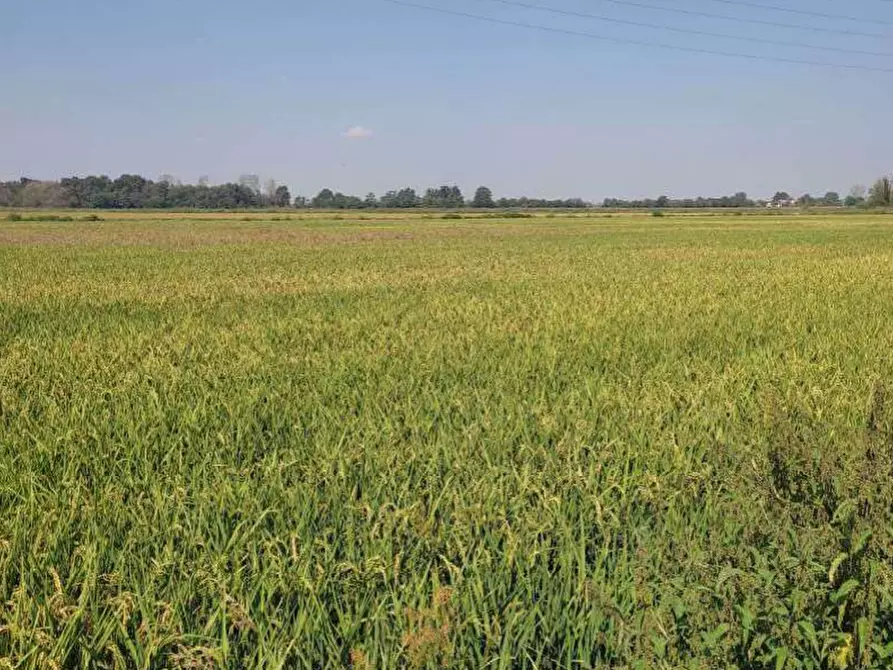 Immagine 11 di Terreno agricolo in vendita  in Localita' Cascina Trinchera a Ozzero