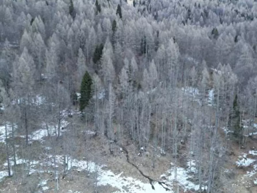 Immagine 3 di Terreno agricolo in vendita  in Via Dogna a Longarone