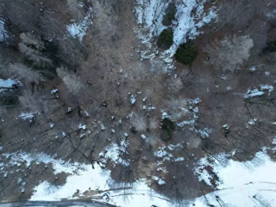 Immagine 4 di Terreno agricolo in vendita  in Via Dogna a Longarone