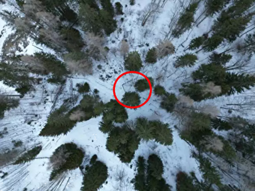 Immagine 5 di Terreno agricolo in vendita  in Via Dogna a Longarone