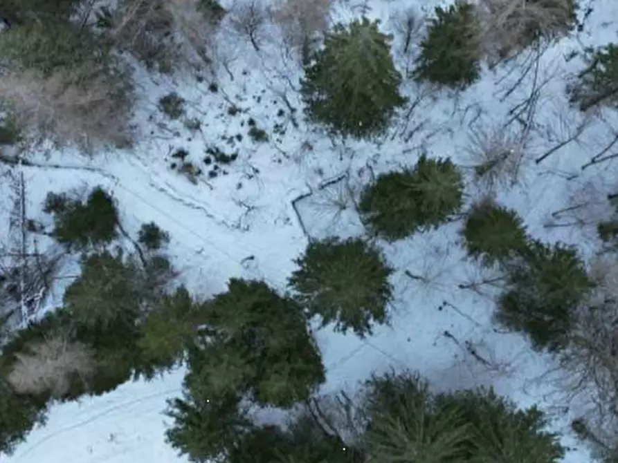 Immagine 6 di Terreno agricolo in vendita  in Via Dogna a Longarone