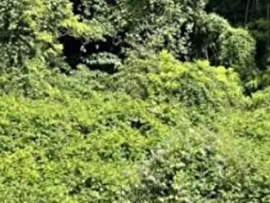 Immagine 3 di Terreno agricolo in vendita  in Viale dei Dendrofori a Belluno