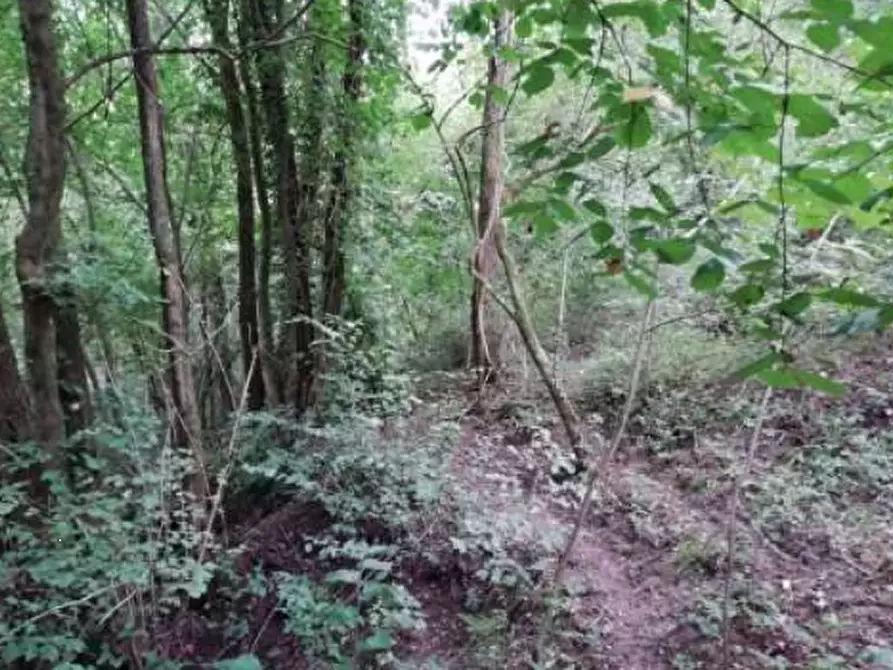 Immagine 7 di Terreno agricolo in vendita  in Via Poletti a Fara Vicentino